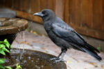 A crow perches on a water feature.